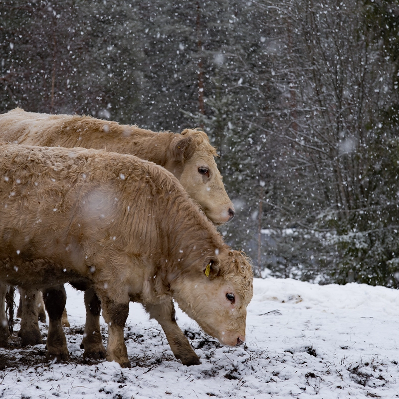 Köttfärs Per-Hans Lantbruk