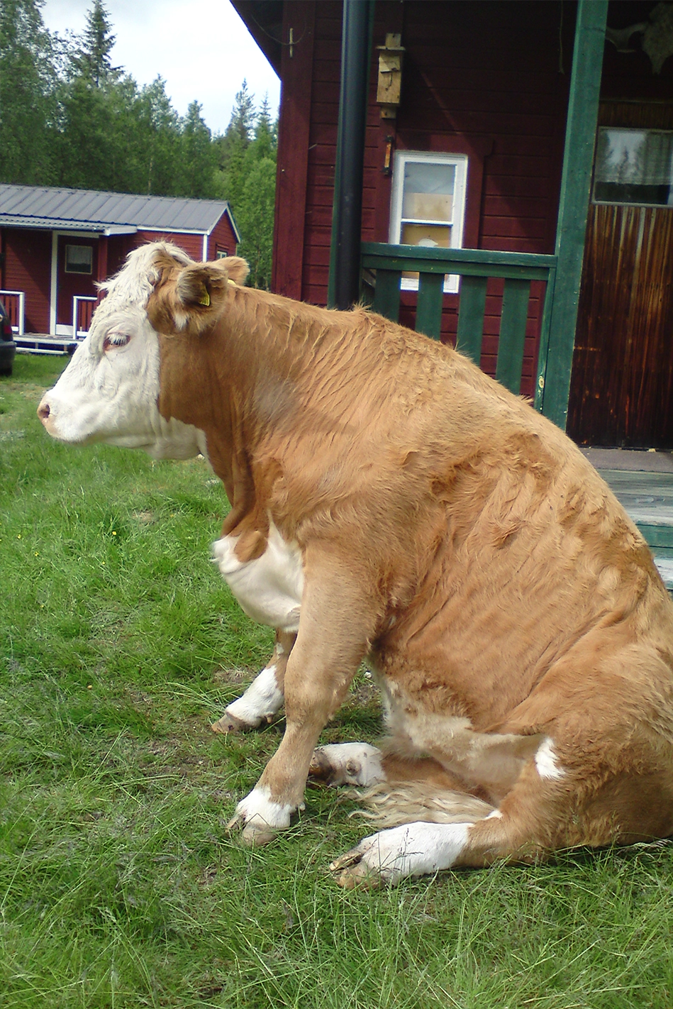 Per-Hans Lantbruk